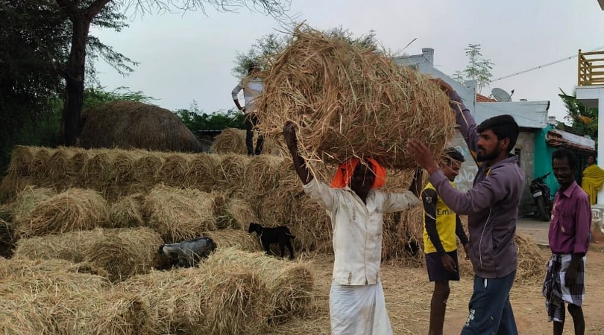 ಯಳಂದೂರು: ಒಣ ಹುಲ್ಲು ಒಕ್ಕಣೆಗೆ ಅಕಾಲಿಕ ಮಳೆ ಅಡ್ಡಿ