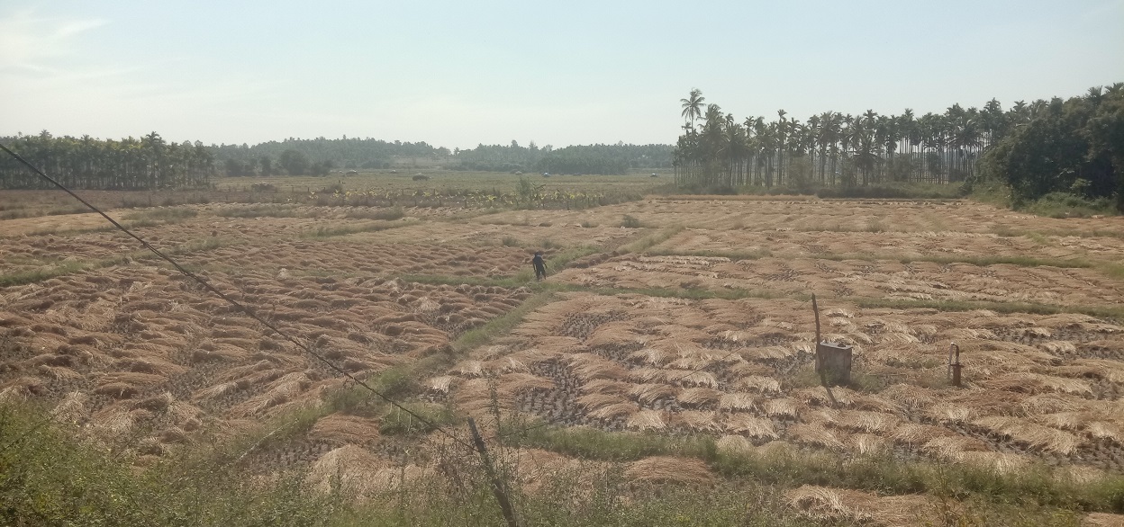 ಅರಕಲಗೂಡು ತಾಲೂಕಿನಲ್ಲಿ ರೈತರು ಭತ್ತದ ಕಟಾವು ನಡೆಸಿರುವುದು.