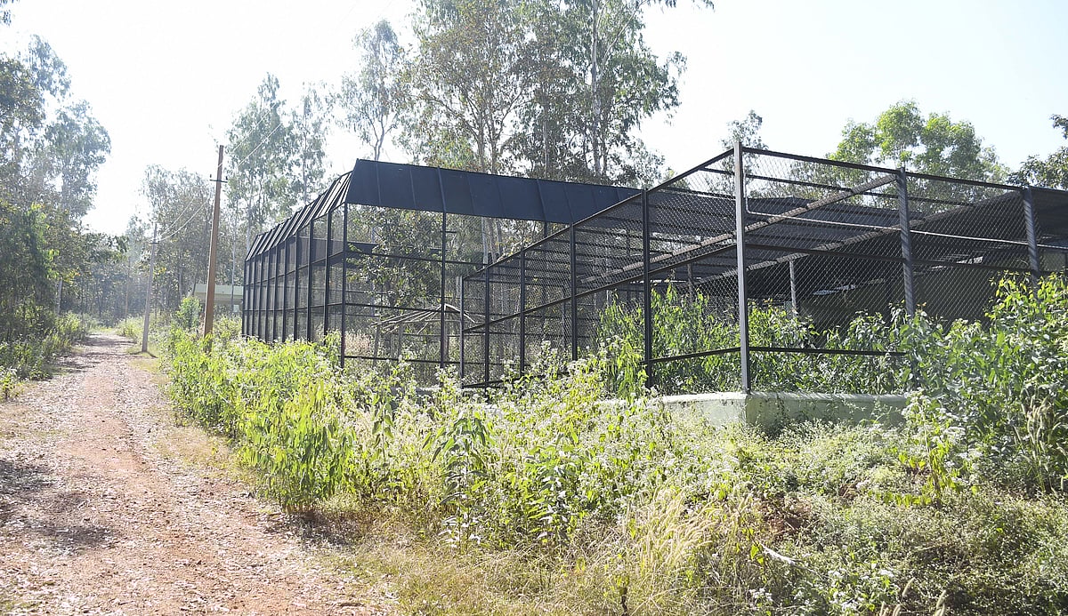 ತ್ಯಾವರೆಕೊಪ್ಪ: ವನ್ಯ‍ಪ್ರಾಣಿಗಳ ಆರೈಕೆಗೆ ಹೀಗೊಂದು ನೆಲೆ