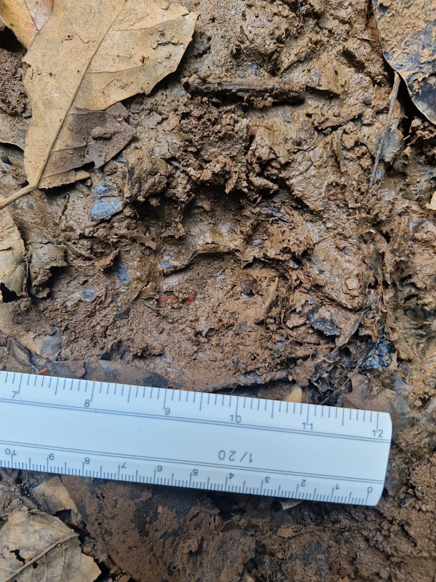 ಸಮೀಕ್ಷೆ ಕಾರ್ಯದ ವೇಳೆ ಕಾಣಸಿಕ್ಕ ಹುಲಿಯ ಜಾಡು