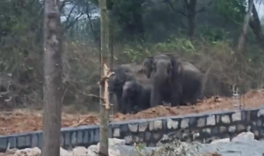ಸಿಂಗಸಂದ್ರ ಕೆರೆಗೆ ನುಗ್ಗುತ್ತಿರುವ ಕಾಡಾನೆಗಳು