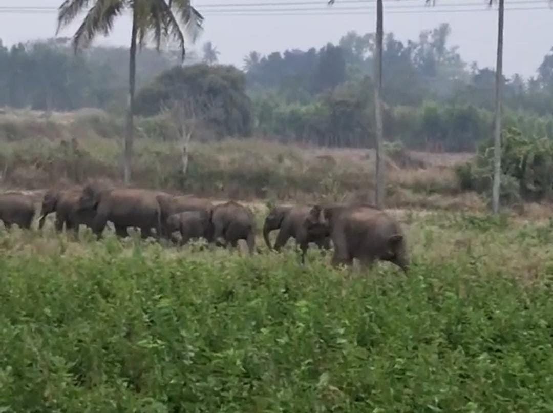 ಆನೇಕಲ್| ಕಾಡಂಚಿನ ಗ್ರಾಮಗಳಲ್ಲಿ ಕಾಡಾನೆ: ಒಂದೇ ತಿಂಗಳಲ್ಲಿ 4 ಬಾರಿ ಪ್ರತ್ಯಕ್ಷ