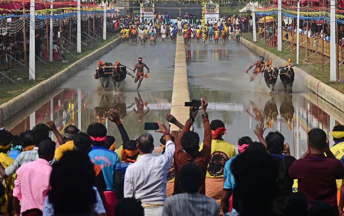 PV Web Exclusive: ತುಳುನಾಡಿನ ಕಂಬಳ ಲೋಕದಲ್ಲಿ...