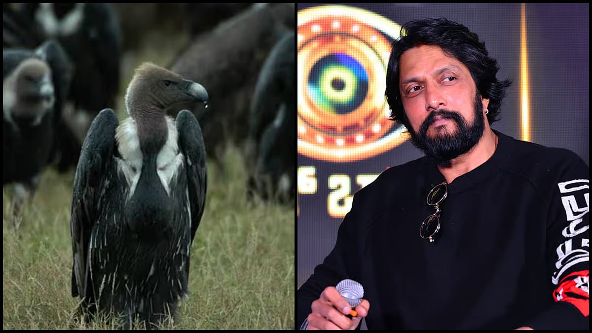 ‘ಬಿಗ್‌ ಬಾಸ್‌’ನಲ್ಲಿ ರಣಹದ್ದುಗಳ ಬಗ್ಗೆ ತಪ್ಪು ಮಾಹಿತಿ ನೀಡಿದ ನಟ ಸುದೀಪ್: ಖಂಡನೆ