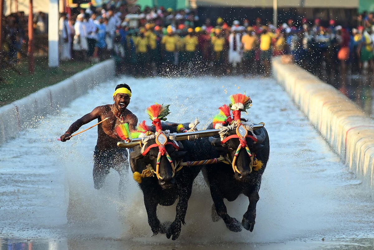ರಾಜ್ಯದೆಲ್ಲೆಡೆ ಕಂಬಳಕ್ಕೆ ಸುಪ್ರೀಂ ಕೋರ್ಟ್‌ ಅನುಮತಿ