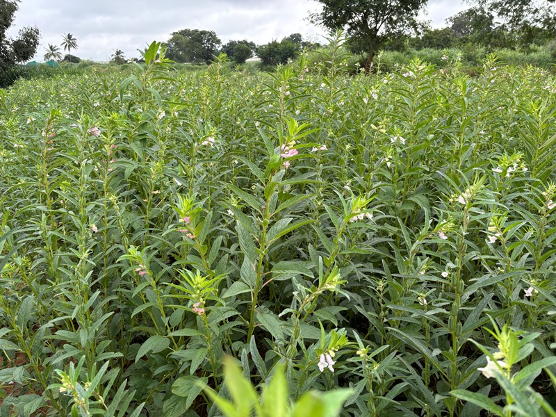 ಹೂ ಕಾಯುತ್ತೀರುವ ಎಳ್ಳಿನ ಗಿಡಗಳು