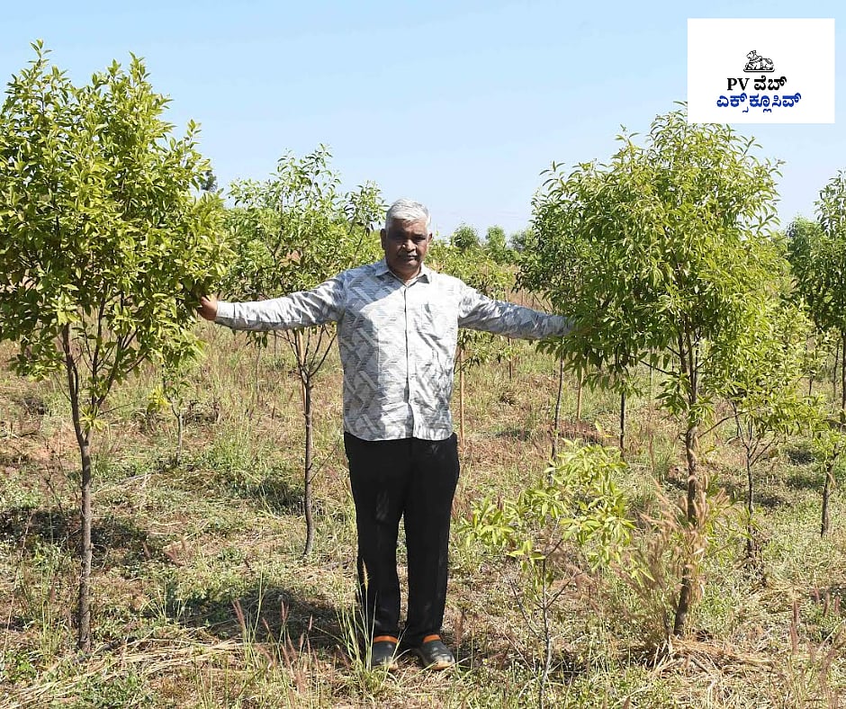 PV Web Exclusive: ಬೆಳವಲದ ನಾಡಲ್ಲಿ ಶ್ರೀಗಂಧ ಕೃಷಿ ಪ್ರಯೋಗ