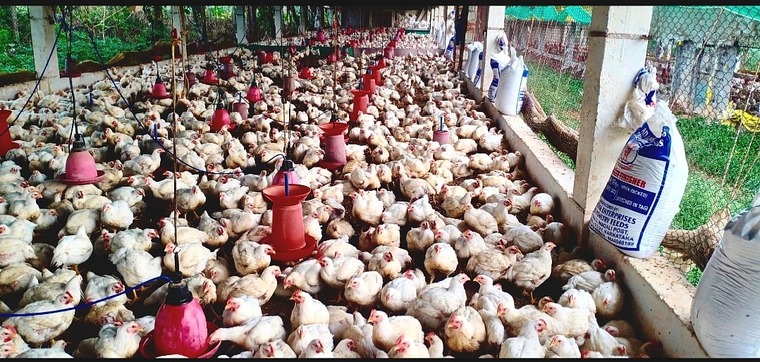 ಚಿಕ್ಕಮಗಳೂರು: ಬ್ರಾಯ್ಲರ್ ಕೋಳಿ ಬೆಲೆ ಗಗನಕ್ಕೆ