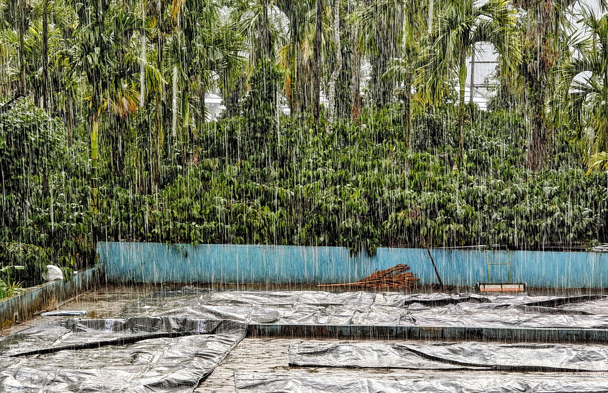 ಚಿಕ್ಕಮಗಳೂರು: ಕಳಸದಲ್ಲಿ ಅಕಾಲಿಕ ಮಳೆ ತಂದ ಚಿಂತೆ