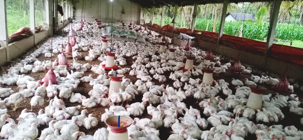 ಬ್ರಾಯ್ಲರ್ ಕೋಳಿಗಳು ಫಾರಂನಲ್ಲಿರುವ ದೃಶ್ಯ