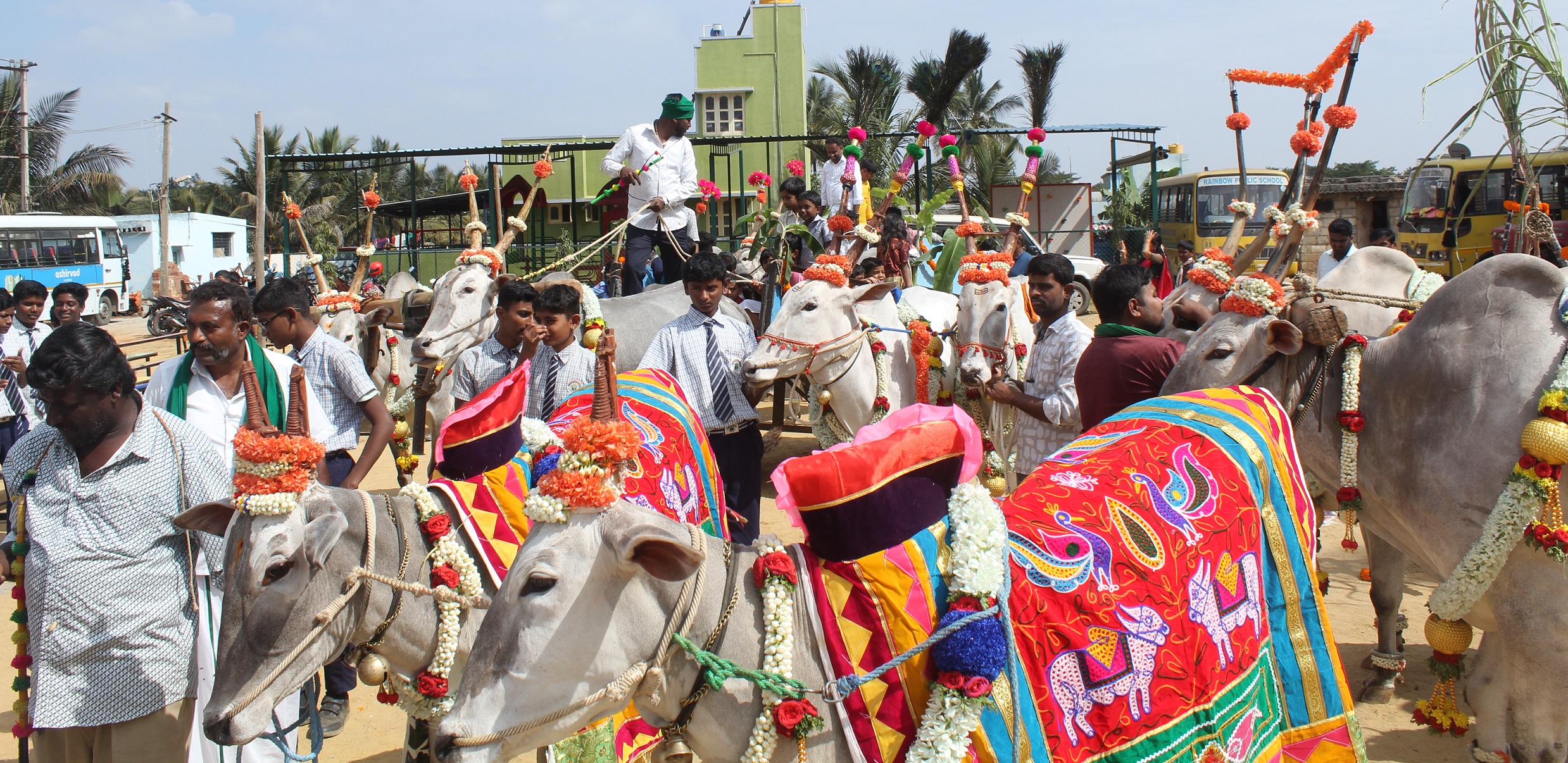 ಸಂಕ್ರಾಂತಿ ಸುಗ್ಗಿ ಸಂಭ್ರಮದಲ್ಲಿ ಅಲಂಕೃತ ರಾಸುಗಳ ಮೆರವಣಿಗೆ