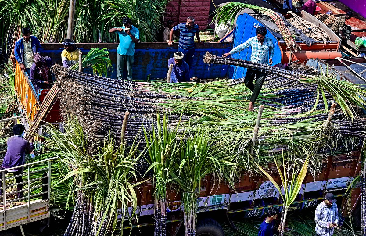 ಸಂಕ್ರಾಂತಿ ಹಬ್ಬ: ಕಬ್ಬು, ಗೆಣಸು, ಅವರೆಕಾಯಿ ಖರೀದಿ ಜೋರು