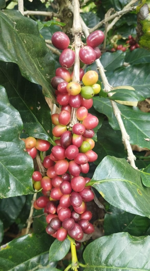 ಯಳಂದೂರು ತಾಲ್ಲೂಕಿನ ಬಿಳಿಗಿರಿ ರಂಗನಬೆಟ್ಟದಲ್ಲಿ ಬೆಳೆದಿರುವ ಕಾಫಿ ಬೀಜಗಳು