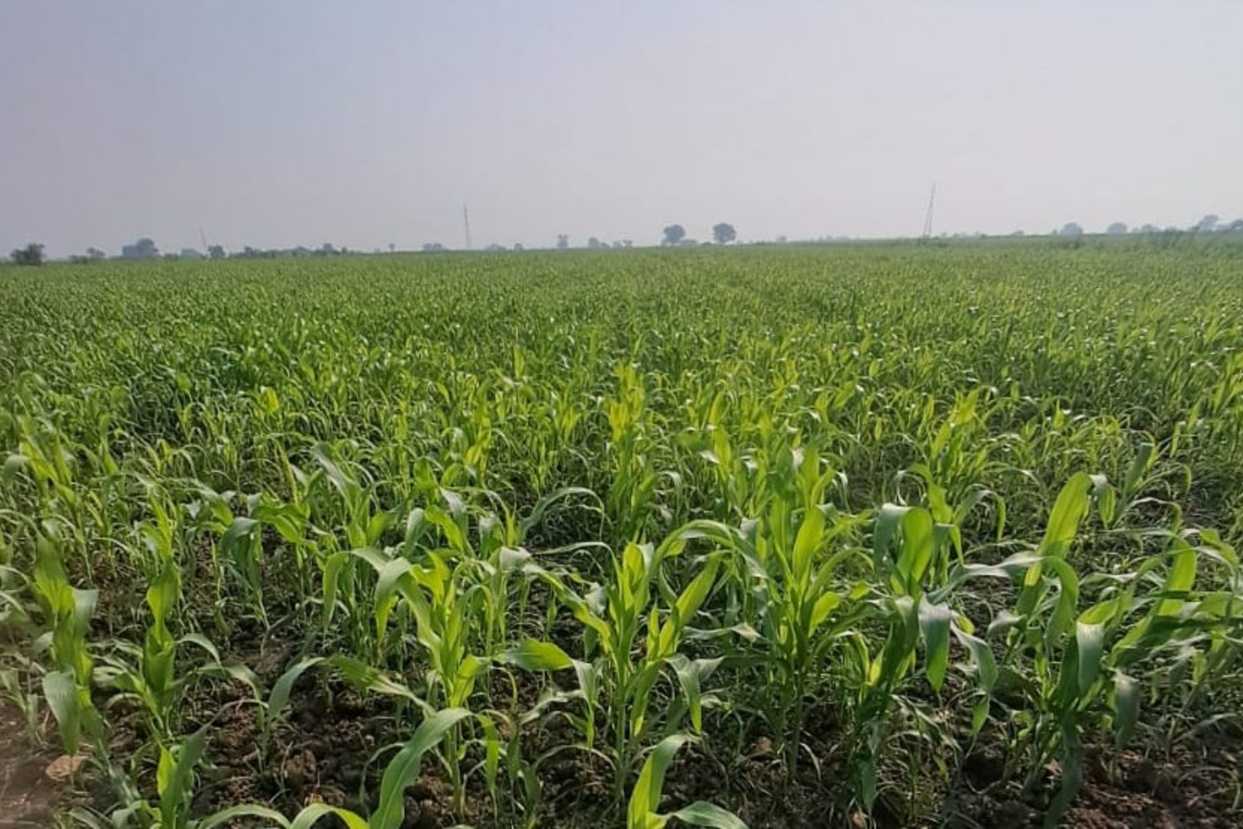 ಗುರುಮಠಕಲ್‌ ತಾಲ್ಲೂಕಿನ ಎಲ್ಹೇರಿ ಗ್ರಾಮದ ಹೊರವಲಯದ ಜೋಳದ ಬೆಳೆ