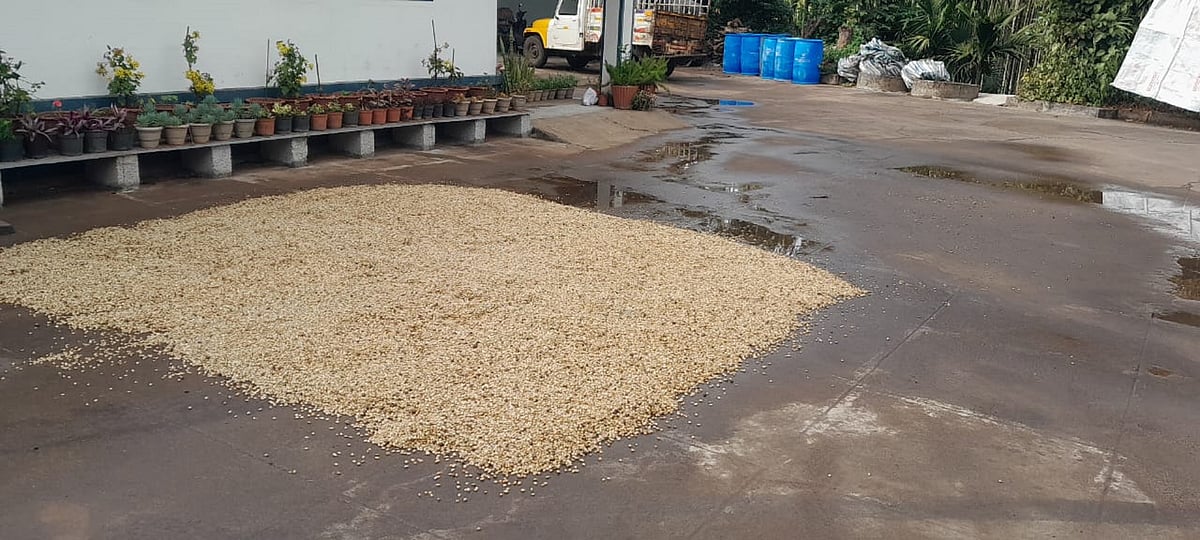 ಕೊಡಗಿನ ಅಲ್ಲಲ್ಲಿ ಅನಿರೀಕ್ಷಿತ ಮಳೆ: ವರ್ಷದ ಮೊದಲ ಮಳೆಗೆ ಬೆಳೆಗಾರ ಕಂಗಾಲು