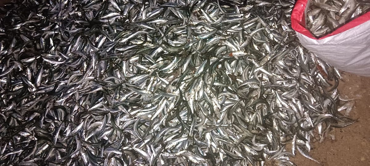 ಹೆಜಮಾಡಿ: ಬೂತಾಯಿ ಮೀನಿನ ಸುಗ್ಗಿ