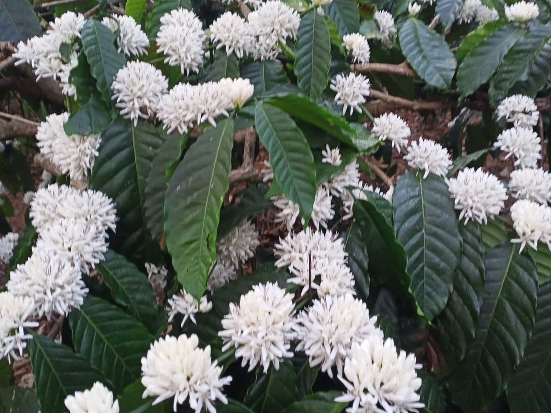 ತುಂತುರು ನೀರಾವರಿ ಮೂಲಕ ನಾಪೋಕ್ಲು ವ್ಯಾಪ್ತಿಯಲ್ಲಿ ಸಮೃದ್ಧವಾಗಿ ಕಾಫಿ ಹೂ ಅರಳಿರುವುದು