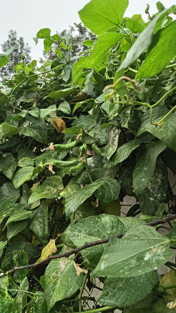 ಗೆಣ್ಣೆತ್ತವರೆ