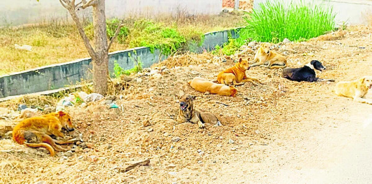 ನರೇಗಲ್| ಬೀದಿನಾಯಿಗಳ ಹಾವಳಿಗೆ ಬೆಚ್ಚಿಬಿದ್ದ ಸಾರ್ವಜನಿಕರು; ಕಡಿವಾಣಕ್ಕೆ ಆಗ್ರಹ