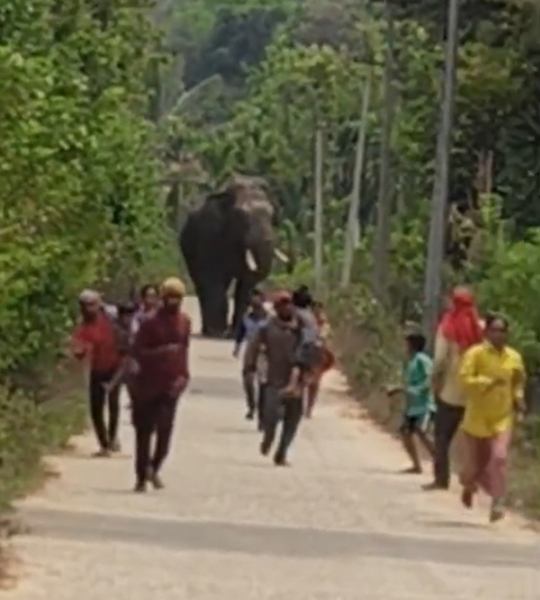 ಹಾಸನ ಜಿಲ್ಲೆಯ ಬೇಲೂರು ತಾಲ್ಲೂಕಿನಲ್ಲಿ ಕಾರ್ಮಿಕರನ್ನು ಅಟ್ಟಾಡಿಸಿಕೊಂಡು ಬಂದ ಕಾಡಾನೆ