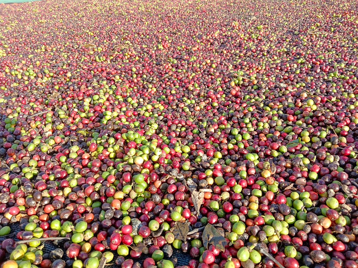 ಸಕಲೇಶಪುರ| ಕಾಫಿ ಸಂಸ್ಕೃತಿ ವಿಚಾರ ಸಂಕಿರಣ ಜ. 16ರಂದು