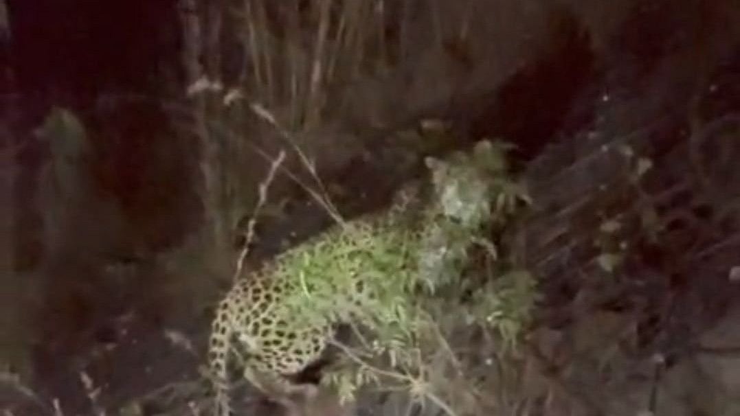 ದೊಡ್ಡಬಳ್ಳಾಪುರ | ಮೇಕೆ ಮೇಲೆ ಚಿರತೆ ದಾಳಿ