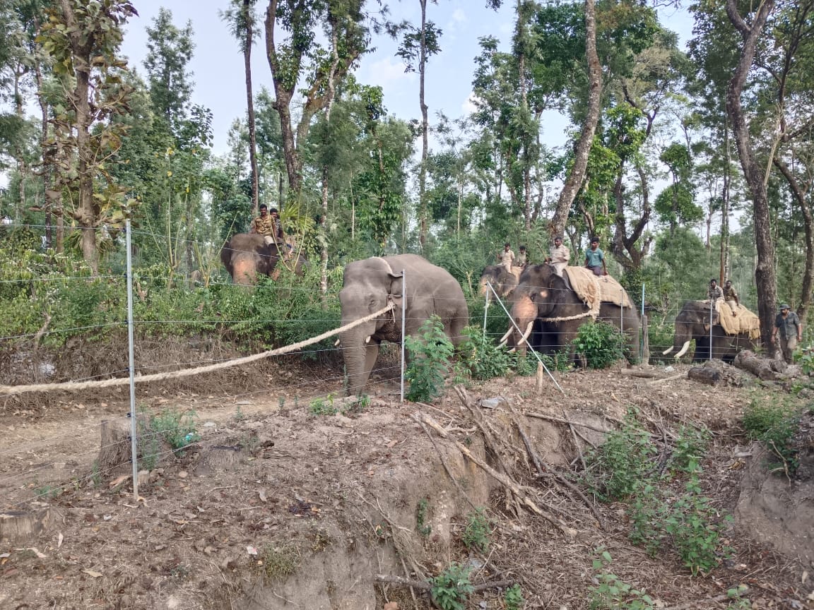 ಸಕಲೇಶಪುರ ತಾಲ್ಲೂಕಿನಲ್ಲಿ ಕಾರ್ಯಾಚರಣೆ ಮೂಲಕ ಪುಂಡಾನೆ ಸೆರೆ ಹಿಡಿದಿರುವುದು