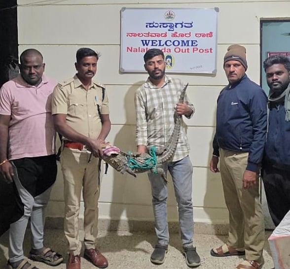 ನಾಲತವಾಡ | ರಸ್ತೆಯಲ್ಲಿ ಮೊಸಳೆ; ಯುವಕರಿಂದ ರಕ್ಷಣೆ