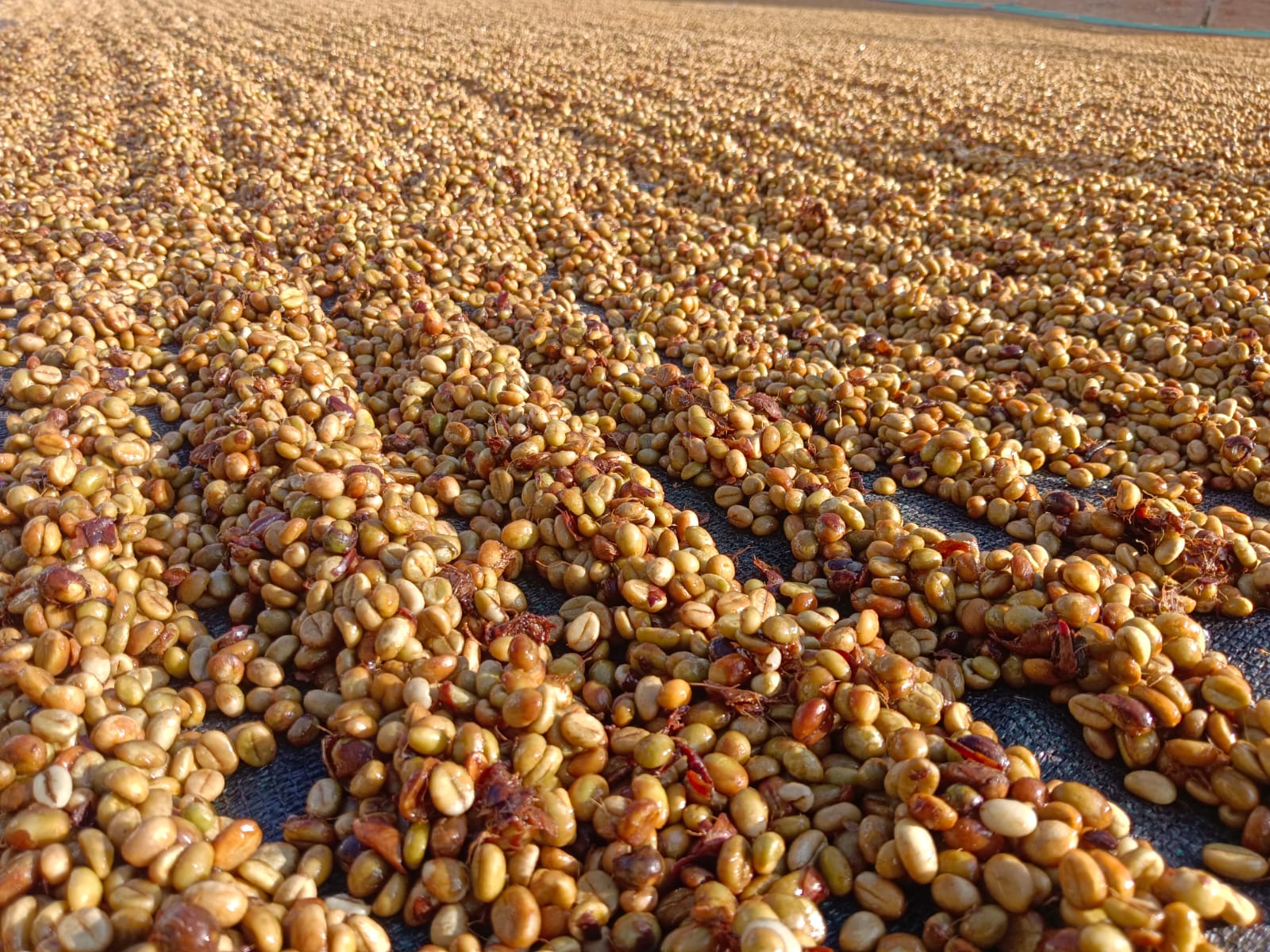 ಕಾಫಿ ಬೀಜಗಳನ್ನು ಒಣಗಿಸುತ್ತಿರುವುದು