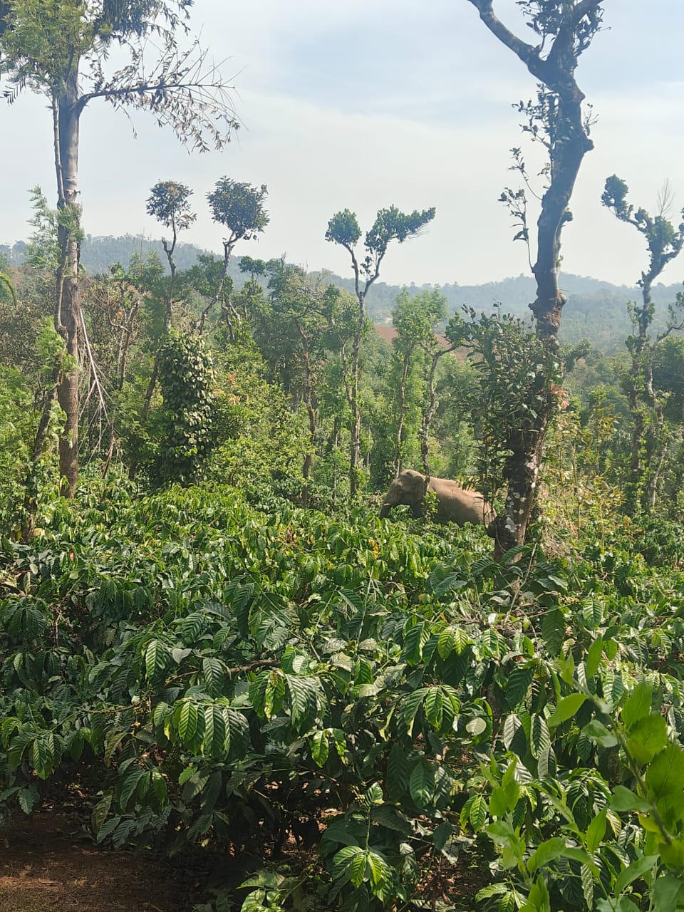 ಕಾಫಿ ತೋಟದಲ್ಲಿ ಬೀಡು ಬಿಟ್ಟಿರುವ ಕಾಡಾನೆ