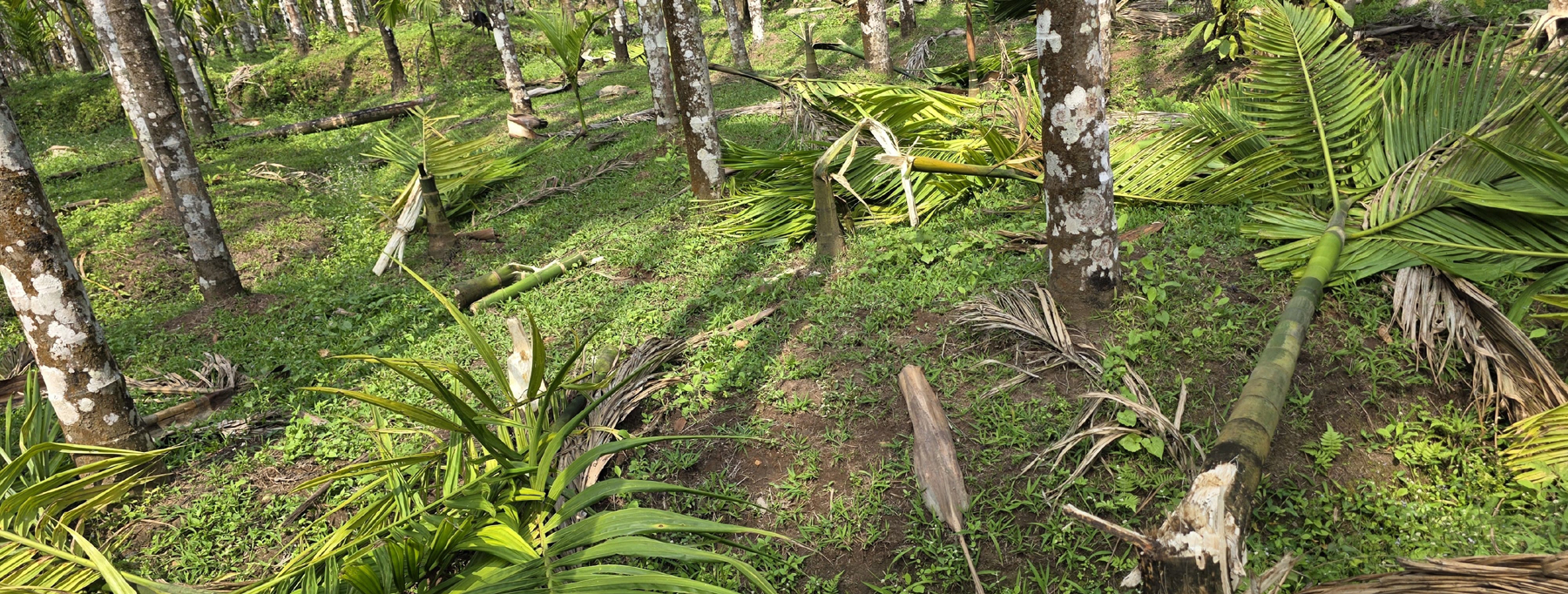 ನರಸಿಂಹರಾಜಪುರ ತಾಲ್ಲೂಕು ಮಡಬೂರು ಗ್ರಾಮದ ವನಮಾಲಮ್ಮ ಎಂಬುವರ ಅಡಿಕೆ ತೋಟಕ್ಕೆ ದಾಳಿ ಮಾಡಿದ ಕಾಡಾನೆಗಳು ಅಡಿಕೆ ಗಿಡಗಳನ್ನು ಮುರಿದು ಹಾಕಿರುವುದು