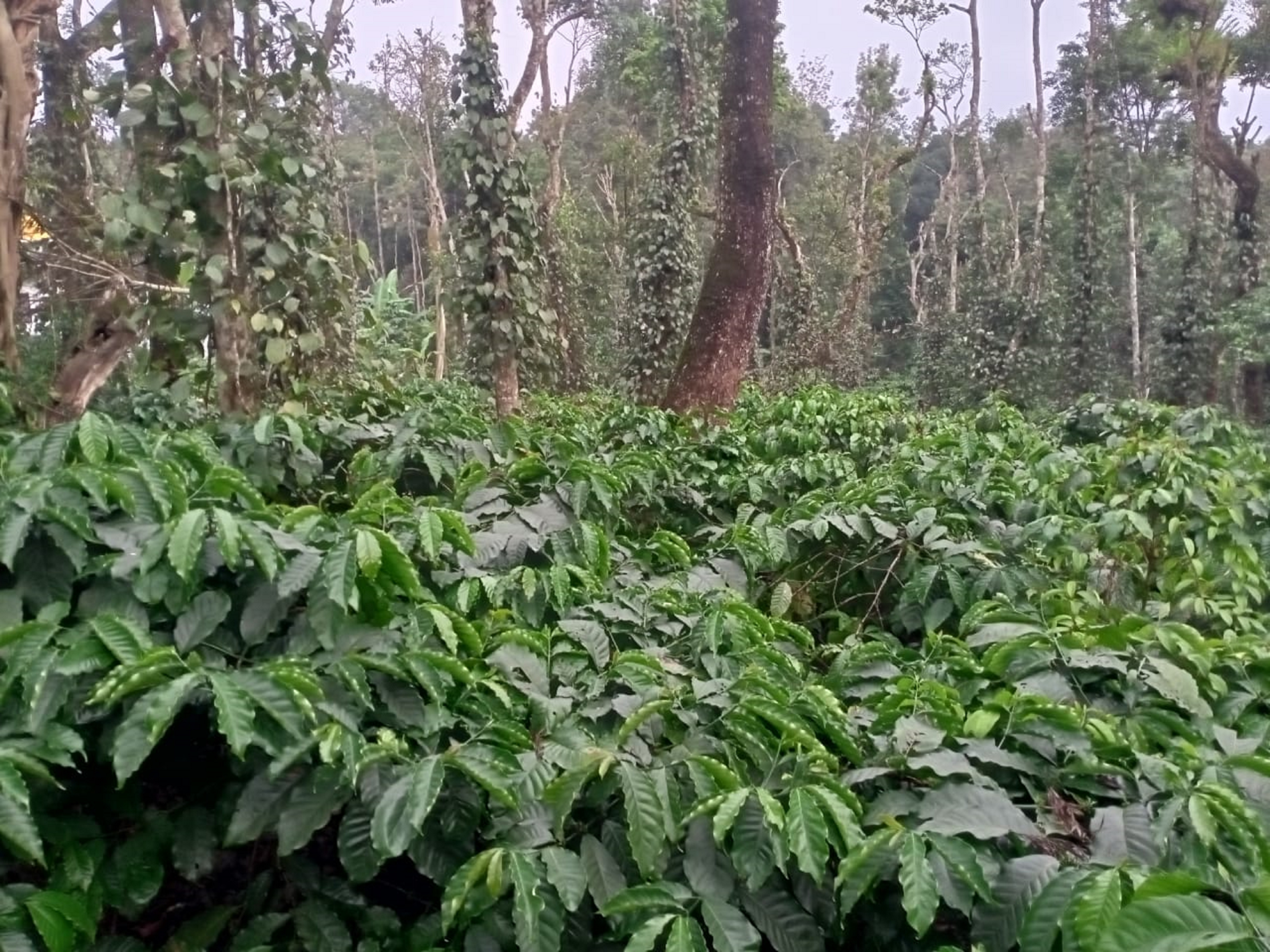 ನಾಪೋಕ್ಲು ವ್ಯಾಪ್ತಿಯಲ್ಲಿ ಈಚೆಗೆ ಸುರಿದ ಮಳೆಯಿಂದ ಕಾಫಿ ತೋಟ ಹಚ್ಚಹಸಿರಿನಿಂದ ಕೂಡಿದೆ (ಸಂಗ್ರಹ ಚಿತ್ರ)