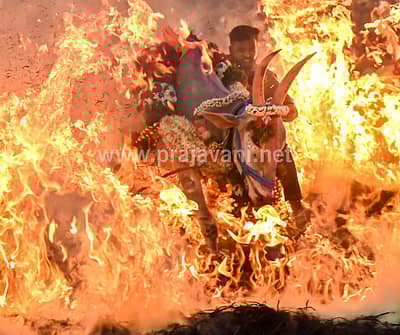 ಮಕರ ಸಂಕ್ರಾಂತಿ ಹಬ್ಬದ ಪ್ರಯುಕ್ತ ಮೈಸೂರು ತಾಲ್ಲೂಕಿನ ಸಿದ್ದಲಿಂಗಪುರದಲ್ಲಿ ಗುರುವಾರ ರಾಸುಗಳನ್ನು ಕಿಚ್ಚು ಹಾಯಿಸಿದರು. 