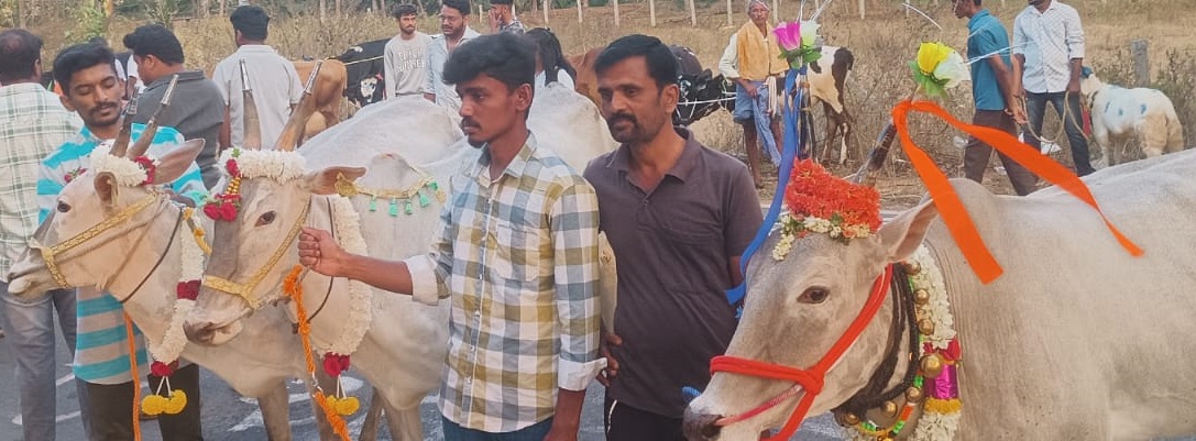 ಸಂಕ್ರಾಂತಿ ಹಬ್ಬದ ಪ್ರಯುಕ್ತ ಮಾಗಡಿ ರಸ್ತೆಯಲ್ಲಿ ರೈತರು ತಮ್ಮ ಜಾನುವಾರುಗಳಿಗೆ ವಿಶೇಷ ಅಲಂಕಾರ ಮಾಡಿದರು