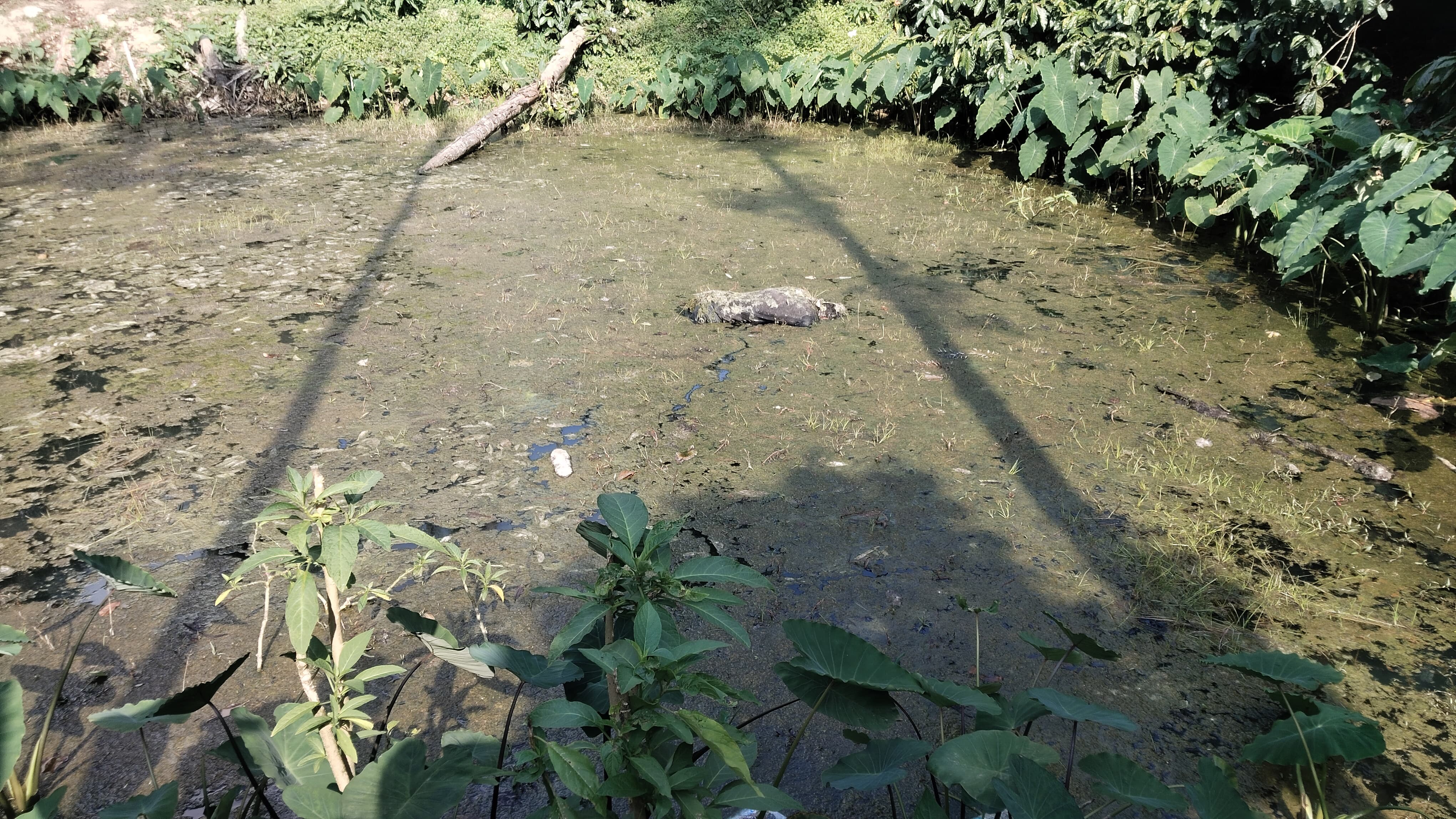 ಕೃಷಿಹೊಂಡದಲ್ಲಿರುವ ನವೀದ್ ಮೃತ ದೇಹದ ಚಿತ್ರ
