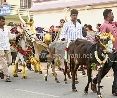 ಮಕರ ಸಂಕ್ರಾಂತಿ ಹಬ್ಬದ ಪ್ರಯುಕ್ತ ಮೈಸೂರು ತಾಲ್ಲೂಕಿನ ಸಿದ್ದಲಿಂಗಪುರದಲ್ಲಿ ಗುರುವಾರ ರಾಸುಗಳನ್ನು ಕಿಚ್ಚು ಹಾಯಿಸಿದರು. 