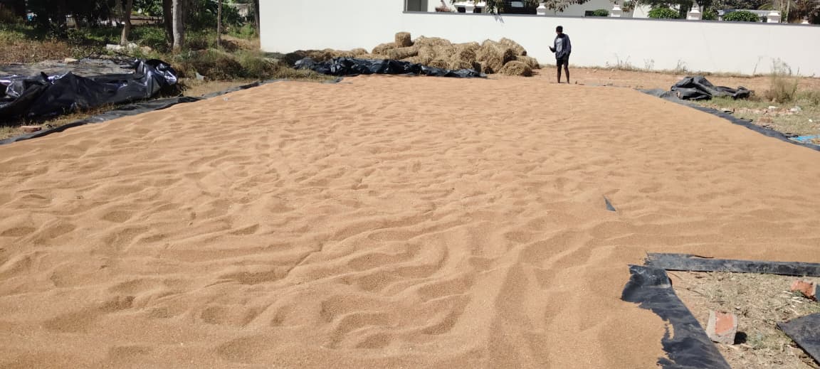 ಜಿನ್ನಗಾರದಲ್ಲಿ ರಾಗಿಯನ್ನು ಬಿಸಿಲಿಗೆ ಒಣಗಿಸುತ್ತಿರುವುದು