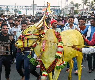 ಮಕರ ಸಂಕ್ರಾಂತಿ ಹಬ್ಬದ ಪ್ರಯುಕ್ತ ಮೈಸೂರು ತಾಲ್ಲೂಕಿನ ಸಿದ್ದಲಿಂಗಪುರದಲ್ಲಿ ಗುರುವಾರ ರಾಸುಗಳನ್ನು ಕಿಚ್ಚು ಹಾಯಿಸಿದರು. 