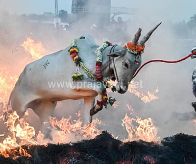 ಮಕರ ಸಂಕ್ರಾಂತಿ ಹಬ್ಬದ ಪ್ರಯುಕ್ತ ಮೈಸೂರು ತಾಲ್ಲೂಕಿನ ಸಿದ್ದಲಿಂಗಪುರದಲ್ಲಿ ಗುರುವಾರ ರಾಸುಗಳನ್ನು ಕಿಚ್ಚು ಹಾಯಿಸಿದರು. 