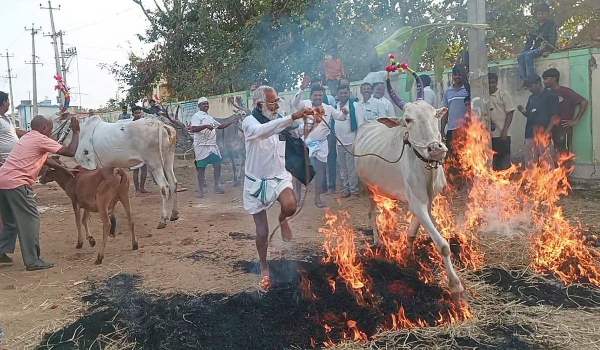 ಚಾಮರಾಜನಗರ | ಸುಗ್ಗಿ ಹಬ್ಬದ ಹಿಗ್ಗು; ಎಲ್ಲೆಡೆ ಸಂಕ್ರಾಂತಿ ಸಂಭ್ರಮ 