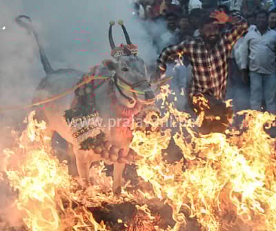 ಮಕರ ಸಂಕ್ರಾಂತಿ ಹಬ್ಬದ ಪ್ರಯುಕ್ತ ಮೈಸೂರು ತಾಲ್ಲೂಕಿನ ಸಿದ್ದಲಿಂಗಪುರದಲ್ಲಿ ಗುರುವಾರ ರಾಸುಗಳನ್ನು ಕಿಚ್ಚು ಹಾಯಿಸಿದರು. 