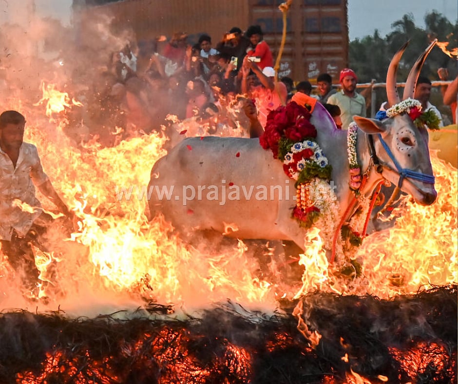 PHOTOS | ಮಕರ ಸಂಕ್ರಾಂತಿ ಹಬ್ಬದ ಸಂಭ್ರಮ: ಕಿಚ್ಚು ಹಾಯ್ದ ರಾಸುಗಳು  