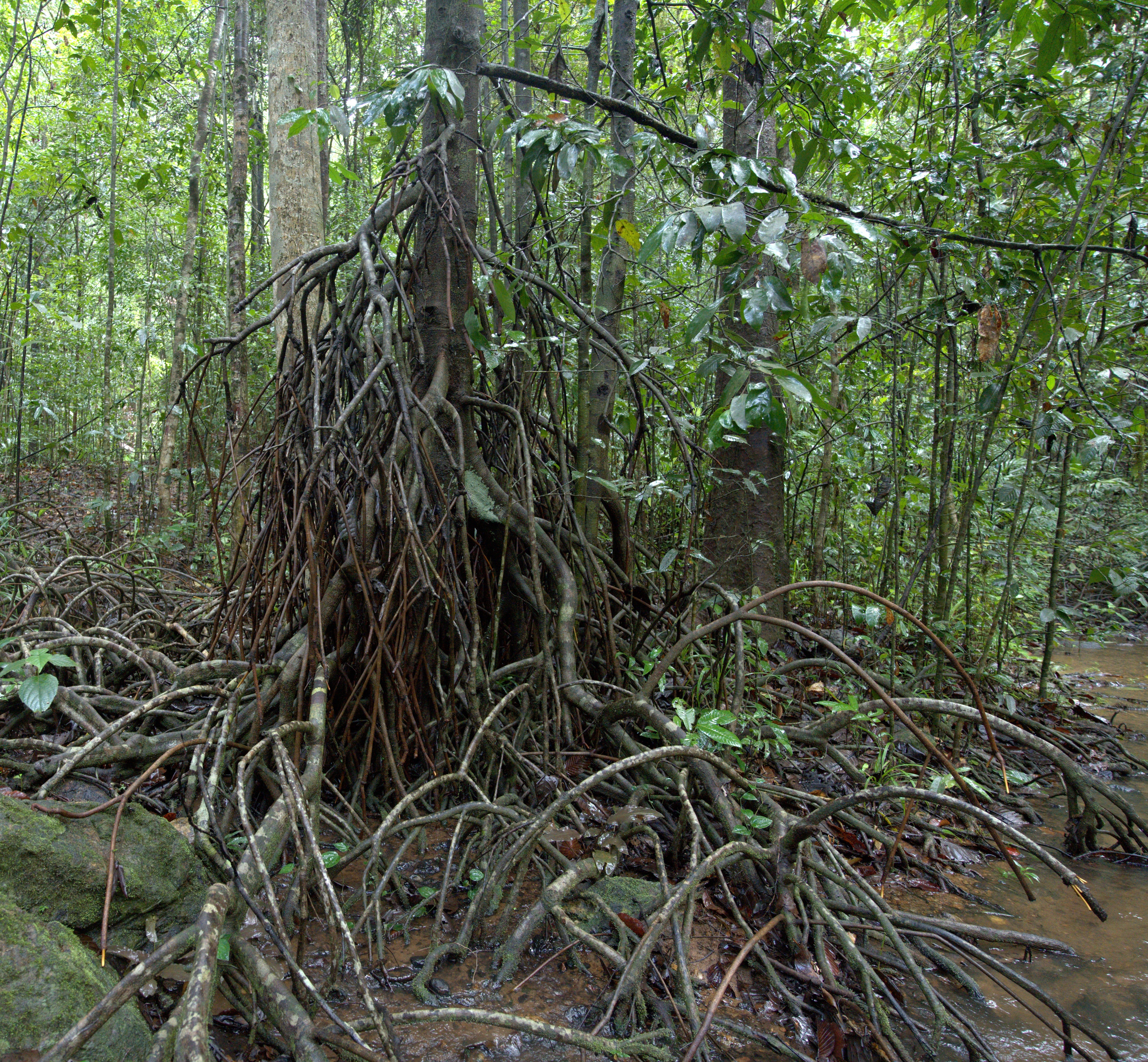 ಕೊಳ್ಳದ ಜೌಗು ಪ್ರದೇಶವನ್ನು ಪ್ರತಿಬಿಂಬಿಸುವ ಒಂದಂಕಿ ಮರ 