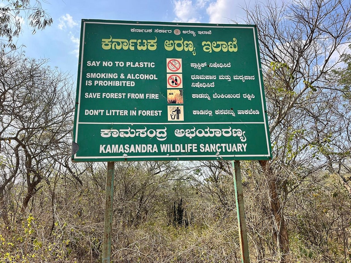 ಬಂಗಾರಪೇಟೆ | ಕಾಡಿನಂಚಿನಲ್ಲಿ ಕಾಡಾನೆ ಗುಂಪು ಪ್ರತ್ಯಕ್ಷ: ಆತಂಕ