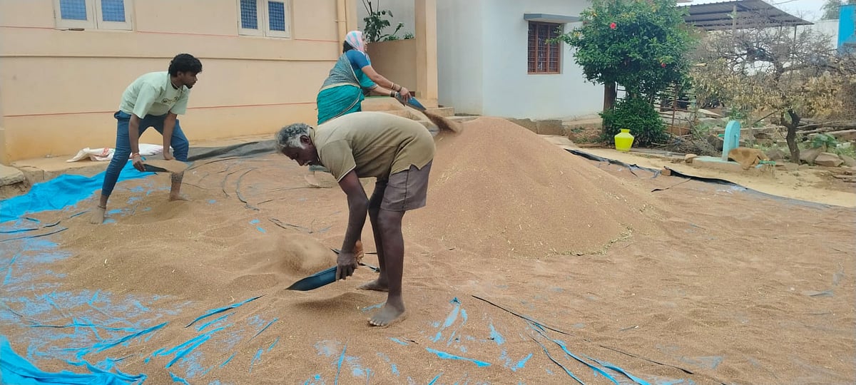ಹೊಸಕೋಟೆ: ಕೈಗೆ ಬಂದ ತುತ್ತು ಬಾಯಿಗೆ ಬಂದಿಲ್ಲ 