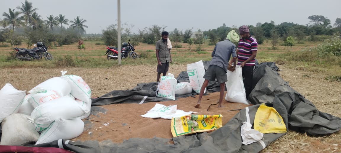 ದ್ಯಾವಸಂದ್ರ ಬಳಿ ಹೊಲದಲ್ಲಿ ಚಳಿಗೆ ಮತ್ತಷ್ಟು ಹಾಳಾಗುತ್ತೆ ಎಂದು ರಾಗಿಯನ್ನು ಚೀಲದಲ್ಲಿ ತುಂಬಿ ಮನೆಗೆ ಸಾಗಿಸುತ್ತಿರುವುದು