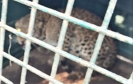 ತರೀಕೆರೆ | ಬೋನಿಗೆ ಬಿದ್ದ ಚಿರತೆ