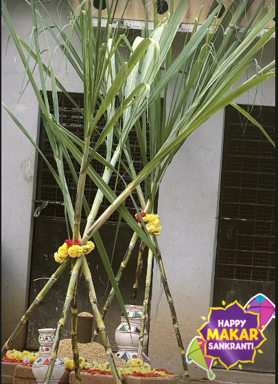 ದರ್ಶನ್‌ ಅವರ ಫಾರ್ಮ್‌ ಹೌಸ್‌ನಲ್ಲಿ ಸಂಕ್ರಾಂತಿಯ ಆಚರಣೆ