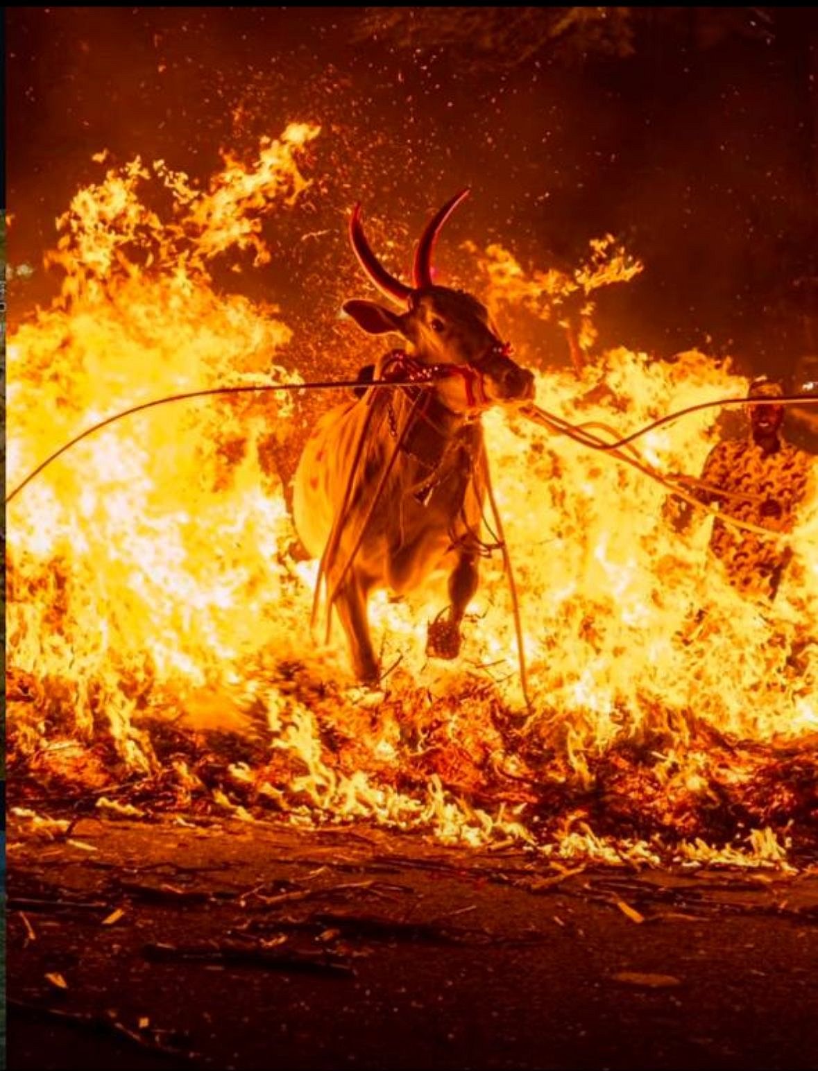 ಮಾಗಡಿ | ಜಾನುವಾರು ಕಿಚ್ಚು ಹಾಯಿಸಿ ಸಂಭ್ರಮಿಸಿದ ರೈತರು