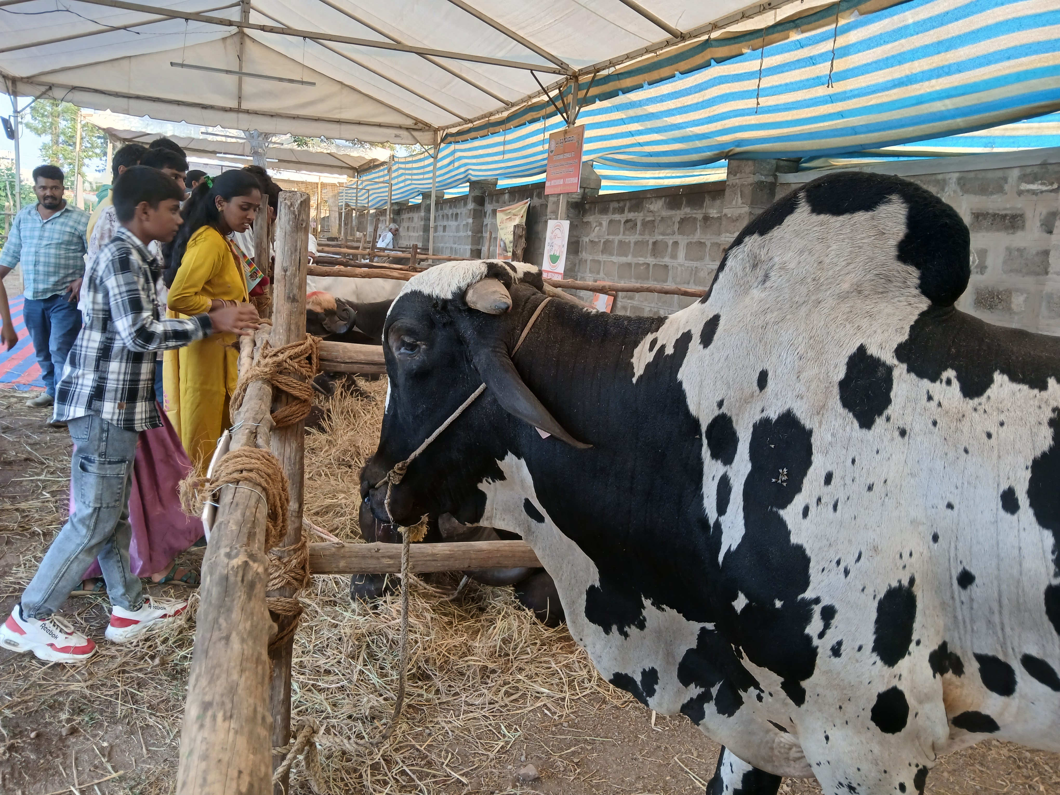 ಕೃಷಿ ಮೇಳದಲ್ಲಿನ ಜಾನುವಾರು ಪ್ರದರ್ಶನವನ್ನು ಸಾರ್ವಜನಿಕರು ಕುತೂಹಲದಿಂದ ವೀಕ್ಷಿಸಿದರು